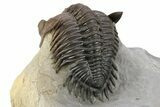 Top Quality Metacanthina Trilobite - Issoumour, Morocco #254816-4